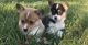 Corgi Puppies for sale in Newark, NJ 07107, USA. price: NA