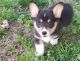 Corgi Puppies for sale in Milwaukee, WI 53263, USA. price: $500