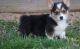 Corgi Puppies for sale in Hartford, CT, USA. price: NA