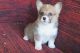 Corgi Puppies for sale in Richmond, VA, USA. price: $500