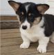 Corgi Puppies for sale in Phoenix, AZ, USA. price: $500
