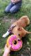 Corgi Puppies for sale in Gillette, WY 82717, USA. price: $800