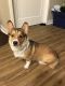 Corgi Puppies for sale in Golden Valley, MN, USA. price: $600