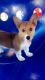 Corgi Puppies for sale in Gillette, WY 82717, USA. price: $750