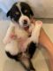Corgi Puppies for sale in 2406 Coronet Blvd, Belmont, CA 94002, USA. price: NA