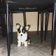 Corgi Puppies for sale in Festus, MO, USA. price: $400