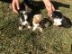 Corgi Puppies for sale in Shelbyville, MO 63469, USA. price: NA