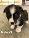 Corgi Puppies for sale in Frohna, MO 63748, USA. price: NA