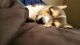 Corgi Puppies for sale in Sevierville, TN, USA. price: $800