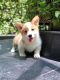 Corgi Puppies for sale in Florence, SC, USA. price: $500