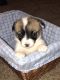 Corgi Puppies for sale in Gayville, SD 57031, USA. price: $800