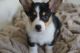 Corgi Puppies for sale in Ewa Beach, HI, USA. price: $3,200