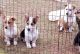 Corgi Puppies for sale in Macomb, OK, USA. price: NA