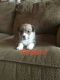 Corgi Puppies for sale in Protection, KS 67127, USA. price: NA