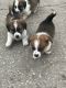 Corgi Puppies for sale in Stoddard, WI 54658, USA. price: $250