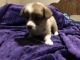 Corgi Puppies for sale in 2969 Hatcher Valley Rd, Cave City, KY 42127, USA. price: $850