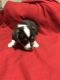 Corgi Puppies for sale in 2969 Hatcher Valley Rd, Cave City, KY 42127, USA. price: NA