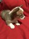 Corgi Puppies for sale in 2969 Hatcher Valley Rd, Cave City, KY 42127, USA. price: $850