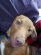 Corgi Puppies for sale in Bourbon, MO 65441, USA. price: NA