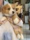 Corgi Puppies for sale in St Charles, MO 63301, USA. price: NA