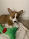 Corgi Puppies for sale in Germantown, MD, USA. price: NA