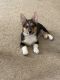 Corgi Puppies for sale in Virginia Beach, VA, USA. price: $1,500