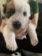 Corgi Puppies for sale in Youngsville, NC 27596, USA. price: $300