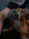 Corgi Puppies for sale in Pittsburgh, PA, USA. price: NA