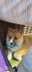 Corgi Puppies for sale in Hebron, KY 41048, USA. price: $1,200