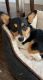Corgi Puppies for sale in Winchester, MA 01890, USA. price: NA