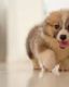 Corgi Puppies for sale in Santa Clara, CA 95051, USA. price: NA