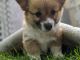 Corgi Puppies for sale in Anoka, MN, USA. price: $1,500