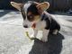 Corgi Puppies for sale in California City, CA, USA. price: NA