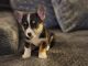 Corgi Puppies for sale in Glendale, AZ 85301, USA. price: $900