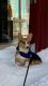 Corgi Puppies for sale in MONTGOMRY VLG, MD 20879, USA. price: NA