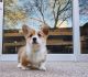 Corgi Puppies for sale in Louisville, KY, USA. price: $800