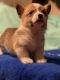 Corgi Puppies for sale in Powder Springs, GA, USA. price: NA