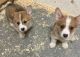 Corgi Puppies for sale in Maplewood, NJ, USA. price: $1,000