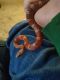 Corn Snake Reptiles for sale in Como, TN 38229, USA. price: NA