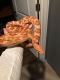 Corn Snake Reptiles for sale in Monticello, IN 47960, USA. price: NA