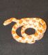 Corn Snake Reptiles for sale in Austintown, OH, USA. price: NA