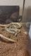Corn Snake Reptiles for sale in Lantana, TX 76226, USA. price: NA