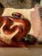 Corn Snake Reptiles for sale in Madisonville, LA 70447, USA. price: $250