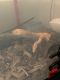 Corn Snake Reptiles for sale in Charlotte, NC, USA. price: $200
