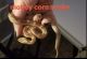 Corn Snake Reptiles