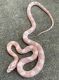 Corn Snake Reptiles for sale in Cocoa, FL, USA. price: $250