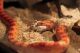 Corn Snake Reptiles for sale in Los Angeles, CA, USA. price: NA