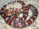 Corn Snake Reptiles for sale in Baton Rouge, LA, USA. price: $60