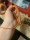 Corn Snake Reptiles for sale in Loveland, OH, USA. price: NA
