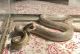 Corn Snake Reptiles for sale in Plymouth, MA, USA. price: NA